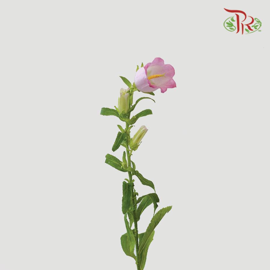 Campanula - Champion Type Pink (5 Stems)-Pink-Vietnam-prflorist.com.my