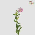 Campanula - Champion Type Pink (5 Stems)-Pink-Vietnam-prflorist.com.my