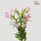 Campanula - Champion Type Pink (5 Stems)-Pink-Vietnam-prflorist.com.my
