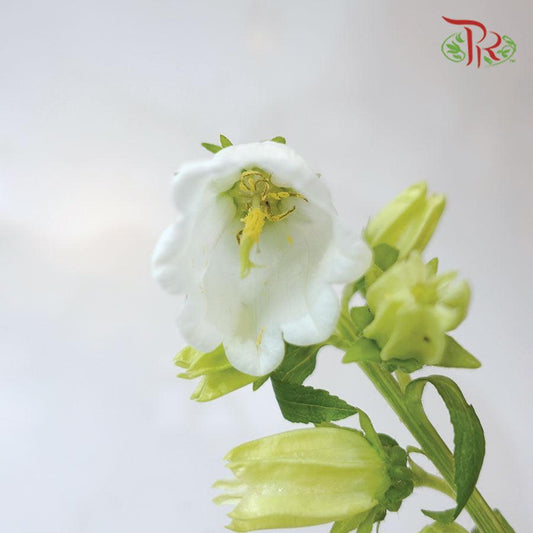 Campanula - Champion White (5 Stems)-White-Vietnam-prflorist.com.my