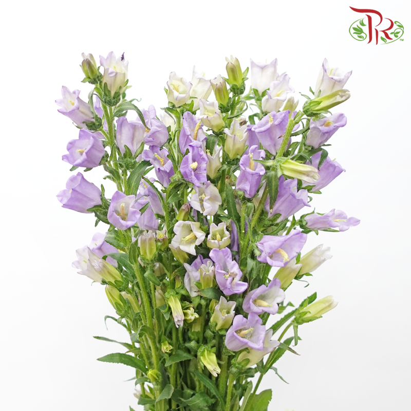 Campanula - Purple (Per Bunch)-Purple-China-prflorist.com.my