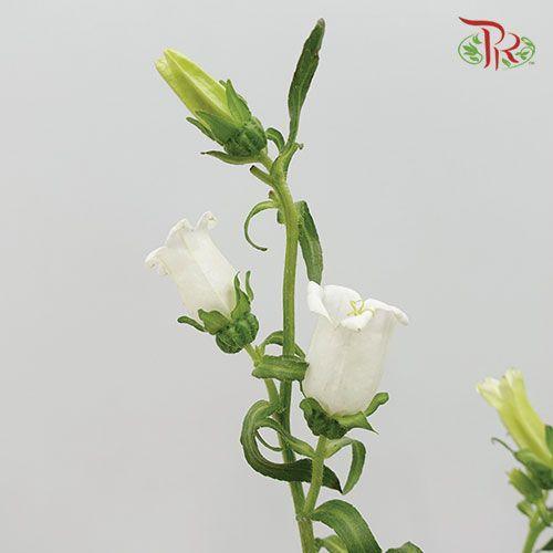 Campanula - White (Per Bunch)-White-China-prflorist.com.my