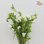 Campanula - White (Per Bunch)-White-China-prflorist.com.my
