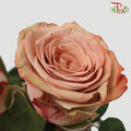 Cappuccino Rose - 50cm (10 Stems Per Bundle)-Cappuccino-Kenya-prflorist.com.my