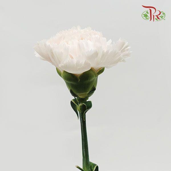 Carnation - Brut (10 Stems)-Cream-Columbia-prflorist.com.my