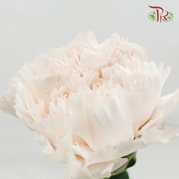 Carnation - Brut (10 Stems)-Cream-Kenya-prflorist.com.my