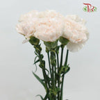 Carnation - Brut (10 Stems)-Cream-Kenya-prflorist.com.my
