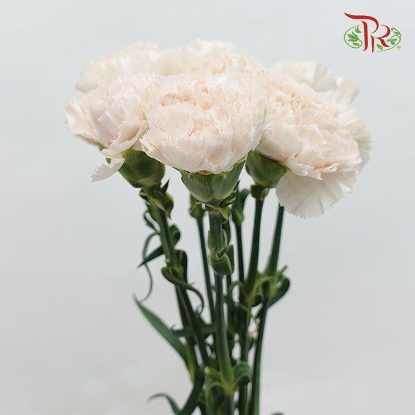 Carnation - Brut (10 Stems)-Cream-Kenya-prflorist.com.my