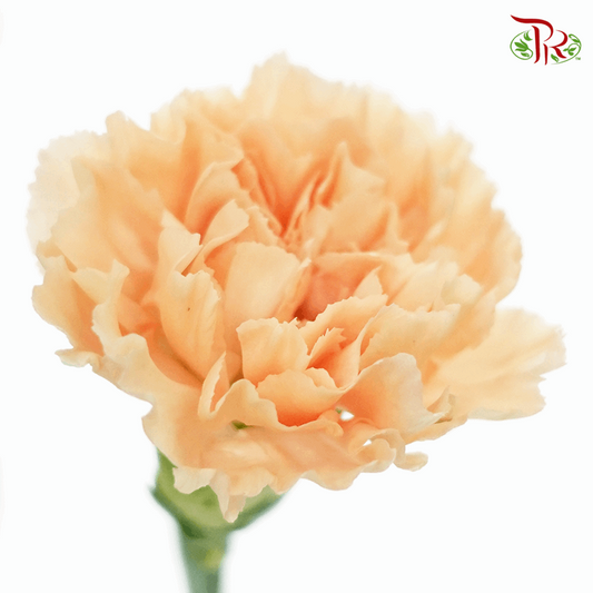 Carnation - Butterscotch (10 Stems)-Orange-Columbia-prflorist.com.my