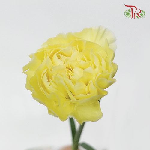 Carnation - Car Liberty Yellow (19-20 Stems)-Yellow-Vietnam-prflorist.com.my