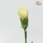 Carnation - Car Liberty Yellow (19-20 Stems)-Yellow-Vietnam-prflorist.com.my
