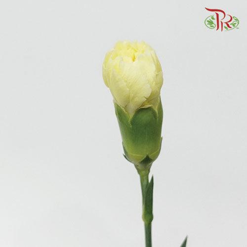 Carnation - Car Liberty Yellow (19-20 Stems)-Yellow-Vietnam-prflorist.com.my