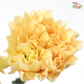 Carnation Colour -Champagne Yellow (18-20 Stems)-Yellow-China-prflorist.com.my