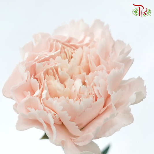 Carnation Colour - Nostalgia (18-20 Stems)-China-prflorist.com.my