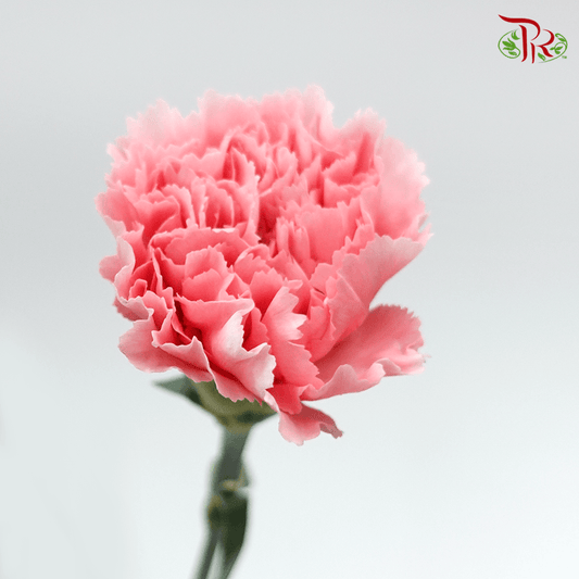 Carnation - Corvette (10 Stems)-Pink-Columbia-prflorist.com.my