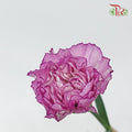 Carnation - Crono Golem(19-20 Stems)-Purple-Vietnam-prflorist.com.my