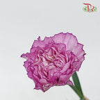 Carnation - Crono Golem(19-20 Stems)-Purple-Vietnam-prflorist.com.my