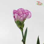Carnation - Crono Golem(19-20 Stems)-Purple-Vietnam-prflorist.com.my