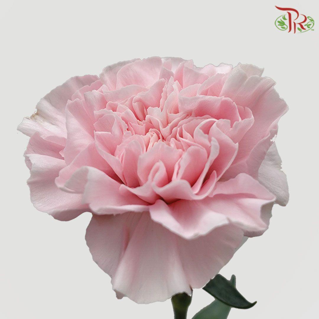 Carnation - Damina Blush Pink (18-20 Stems)-Pink-China-prflorist.com.my