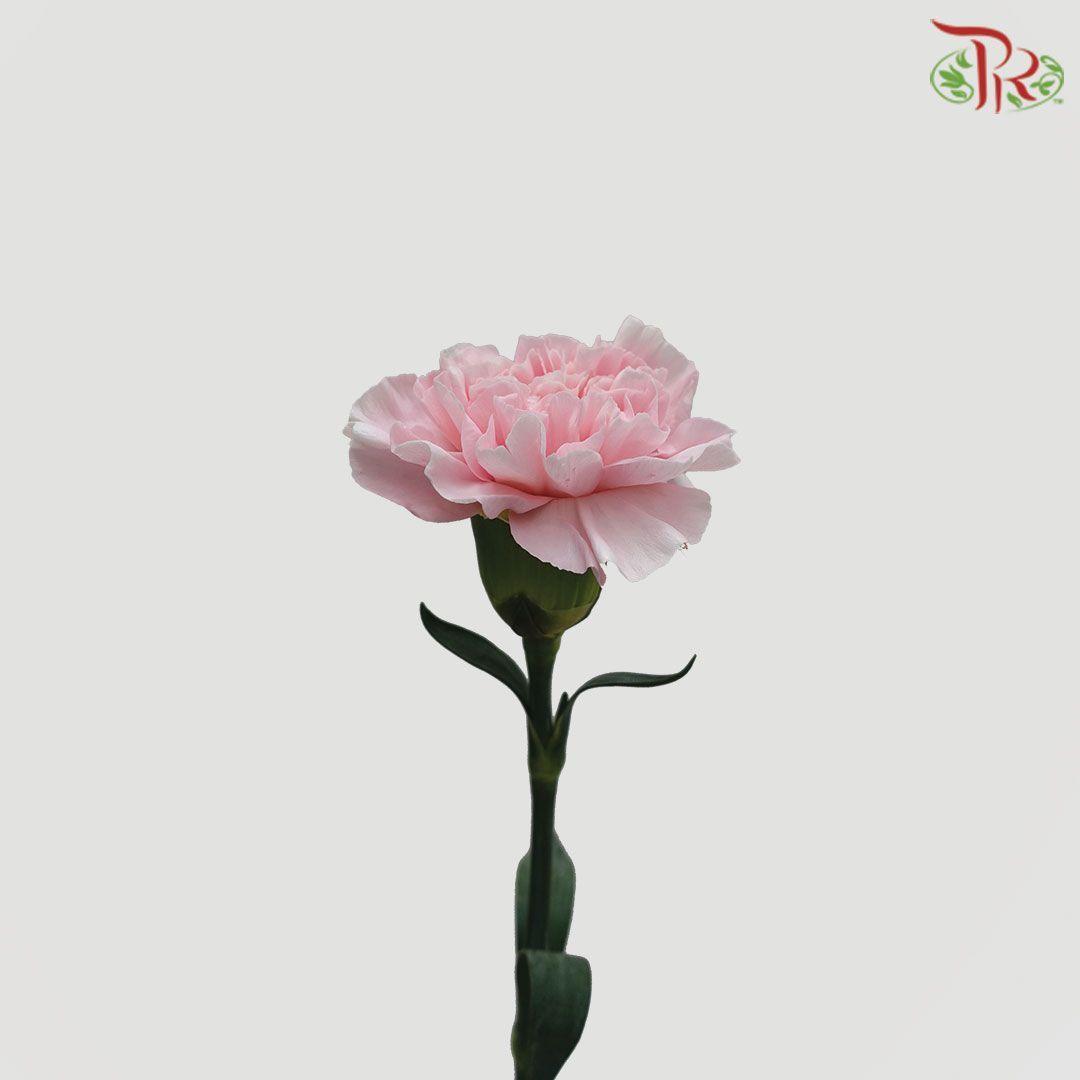 Carnation - Damina Blush Pink (18-20 Stems)-Pink-China-prflorist.com.my