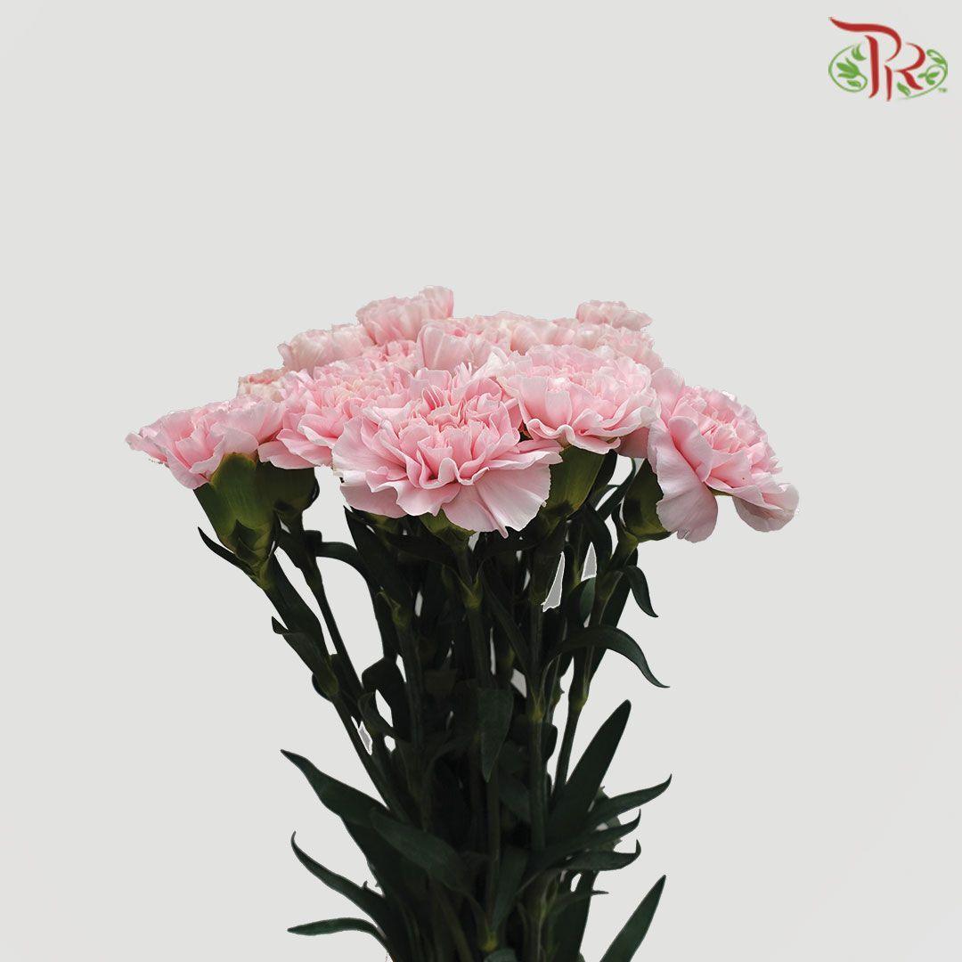 Carnation - Damina Blush Pink (18-20 Stems)-Pink-China-prflorist.com.my