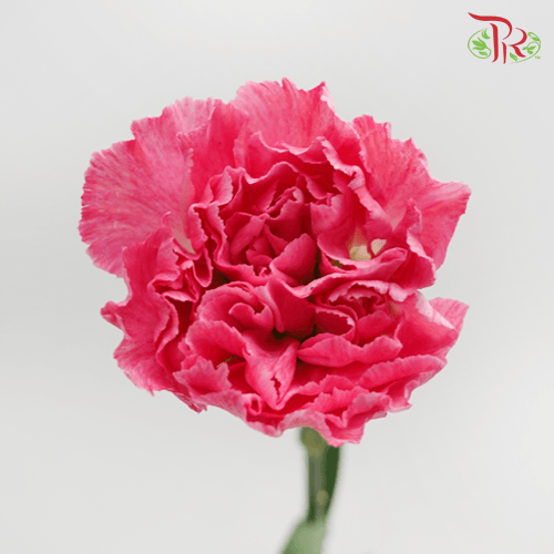 Carnation - Dark Cherry Pink (18-20 Stems)-Dark Cherry Pink-China-prflorist.com.my