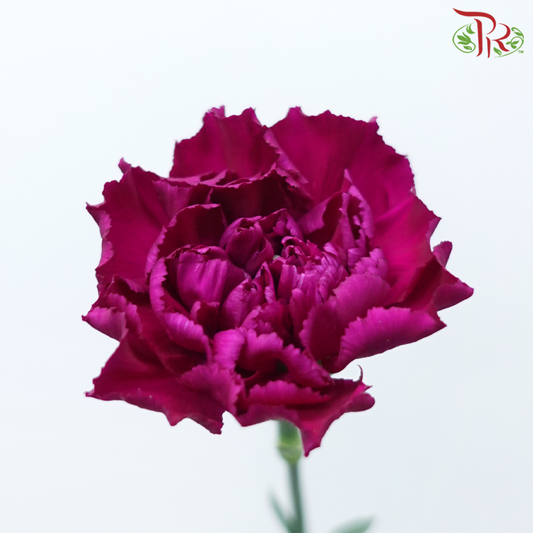 Carnation - Dark Purple ( 18-20 Stems )-Purple-China-prflorist.com.my