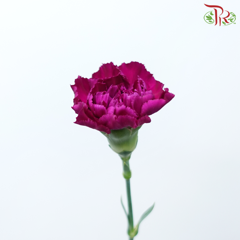 Carnation - Dark Purple ( 18-20 Stems )-Purple-China-prflorist.com.my