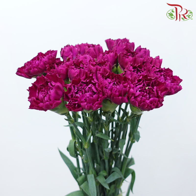 Carnation - Dark Purple ( 18-20 Stems )-Purple-China-prflorist.com.my