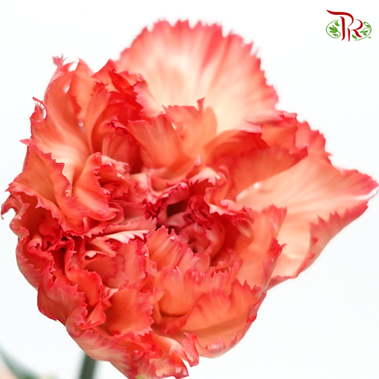 Carnation - Diva (18-20 Stems)-Orange-China-prflorist.com.my