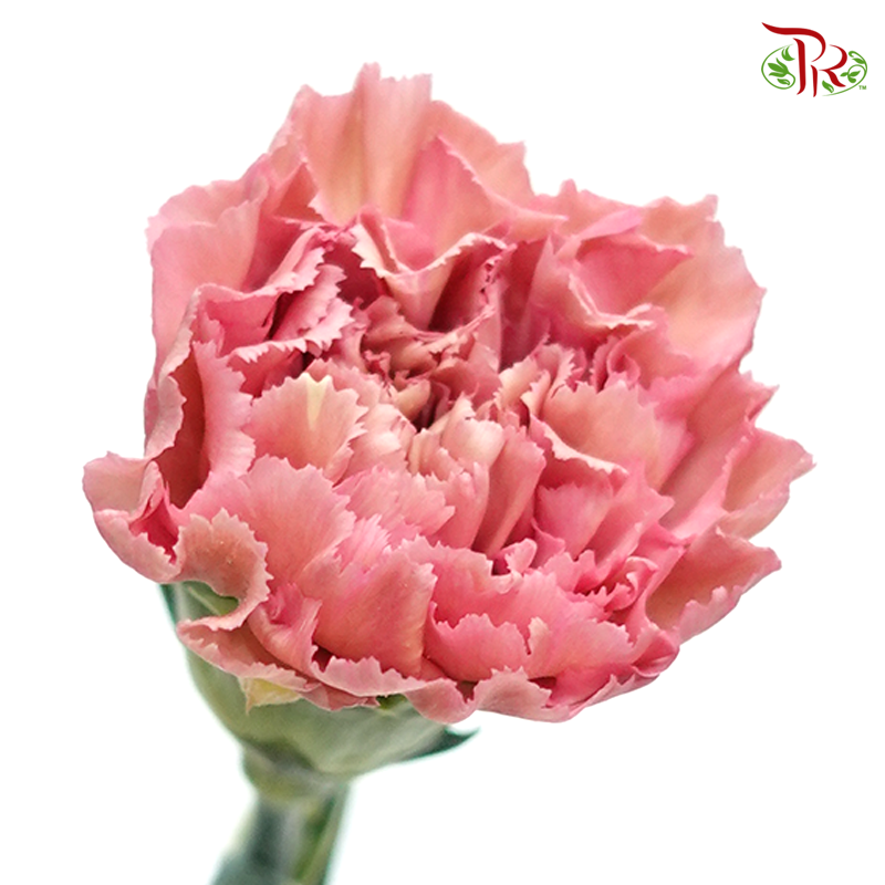 Carnation- Dusty Pink (10 Stems)-Pink-Columbia-prflorist.com.my