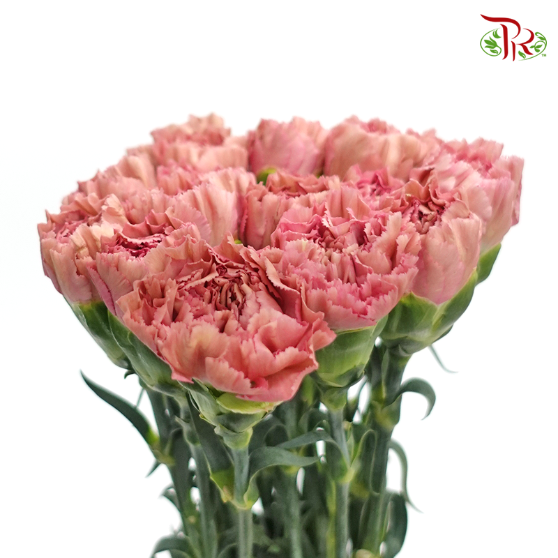 Carnation- Dusty Pink (10 Stems)-Pink-Columbia-prflorist.com.my