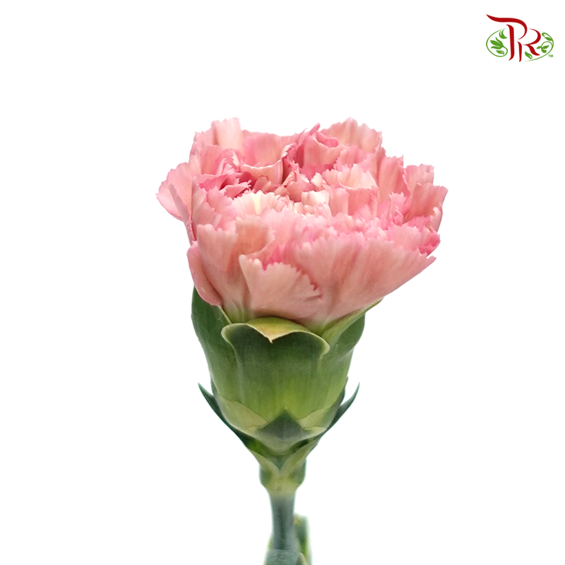 Carnation- Dusty Pink (10 Stems)-Pink-Columbia-prflorist.com.my