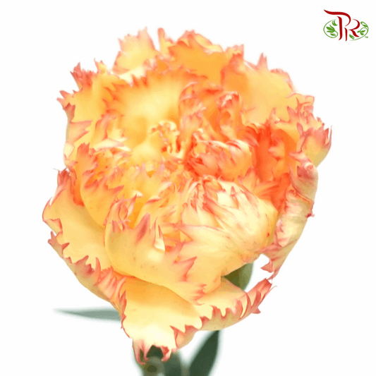 Carnation - Folgore (18-20 Stems)-Yellow-China-prflorist.com.my