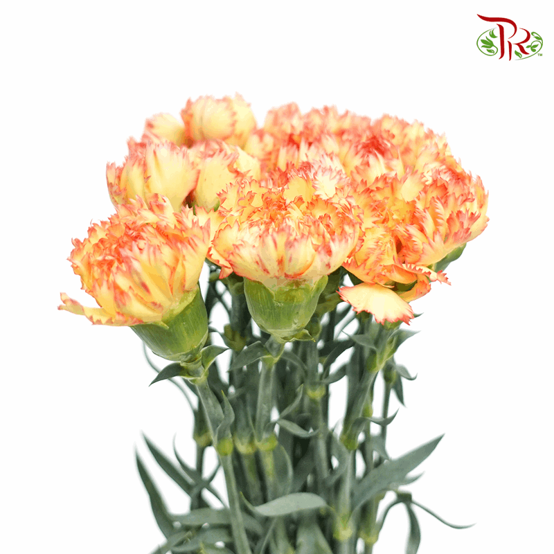 Carnation - Folgore (18-20 Stems)-Yellow-China-prflorist.com.my