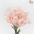 Carnation - Joyce (10 Stems)-Joyce-Kenya-prflorist.com.my