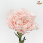 Carnation - Joyce (10 Stems)-Joyce-Kenya-prflorist.com.my