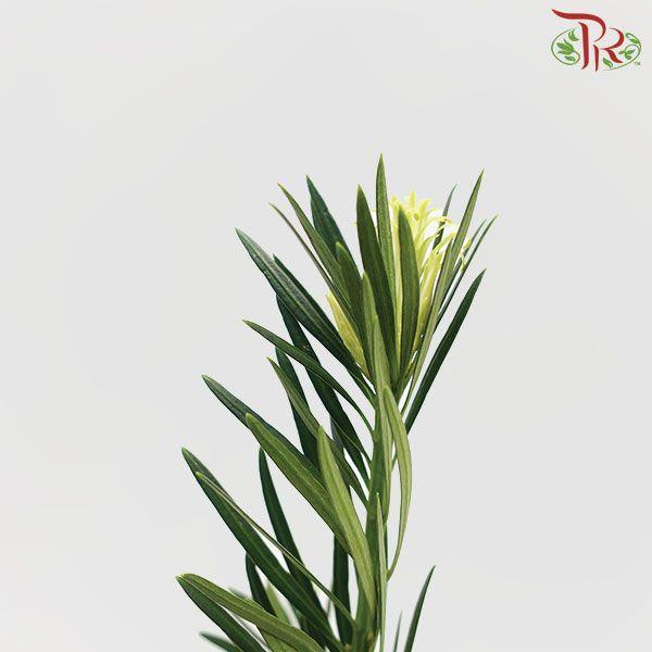 Carnation Leaf - S Size (9-10 Stems)-Malaysia-prflorist.com.my