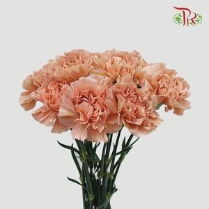 Carnation - Lege Marrone (10 Stems)-Columbia-prflorist.com.my