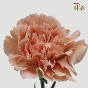 Carnation - Lege Marrone (10 Stems)-Columbia-prflorist.com.my