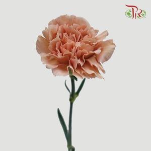 Carnation - Lege Marrone (10 Stems)-Columbia-prflorist.com.my