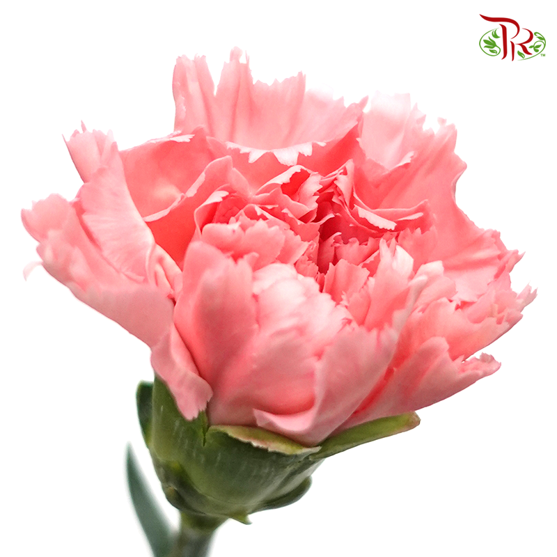 Carnation - Little Pink (18-20 Stems)-Pink-China-prflorist.com.my