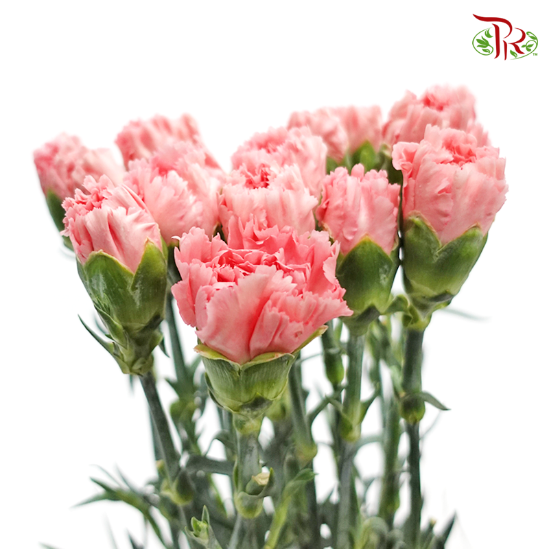 Carnation - Little Pink (18-20 Stems)-Pink-China-prflorist.com.my