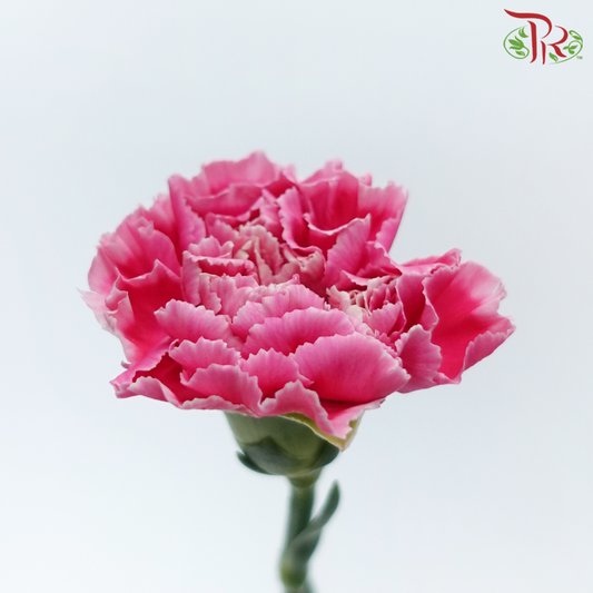 Carnation - Mariah Pink (18-20 Stems)-Pink-China-prflorist.com.my