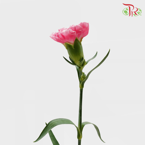 Carnation - Mariah Pink (18-20 Stems)-Pink-China-prflorist.com.my