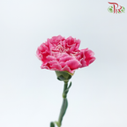 Carnation - Mariah Pink (18-20 Stems)-Pink-China-prflorist.com.my