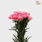 Carnation - Mariah Pink (18-20 Stems)-Pink-China-prflorist.com.my