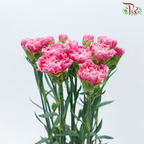 Carnation - Mariah Pink (18-20 Stems)-Pink-China-prflorist.com.my