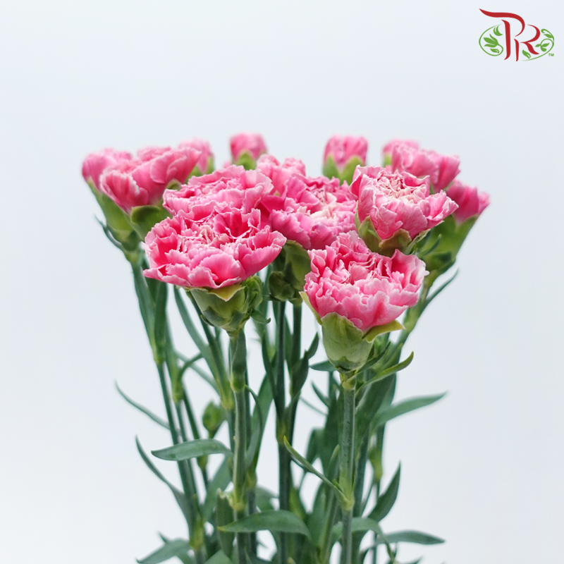 Carnation - Mariah Pink (18-20 Stems)-Pink-China-prflorist.com.my