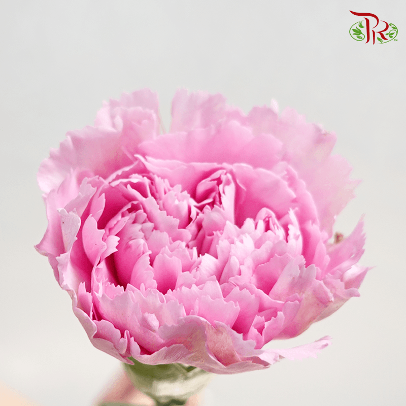 Carnation - Nankie ( 18-20stems )-Pink-China-prflorist.com.my